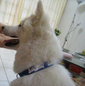 me with my new collar